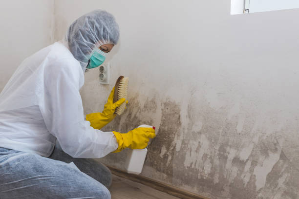 Professional Mold Removal in Chittenango, NY